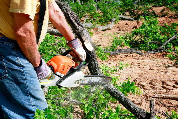 Best Commercial Tree Services  in Bellport, NY